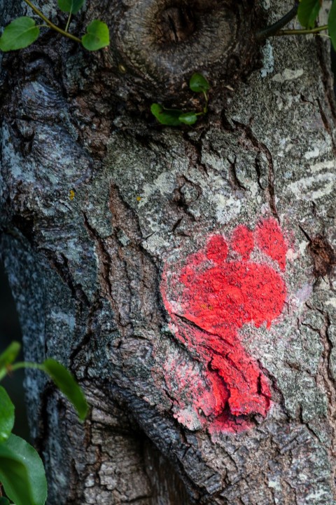 a red heart painted on the bark of a tree