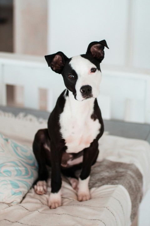 black and white short coated dog on white and green textile