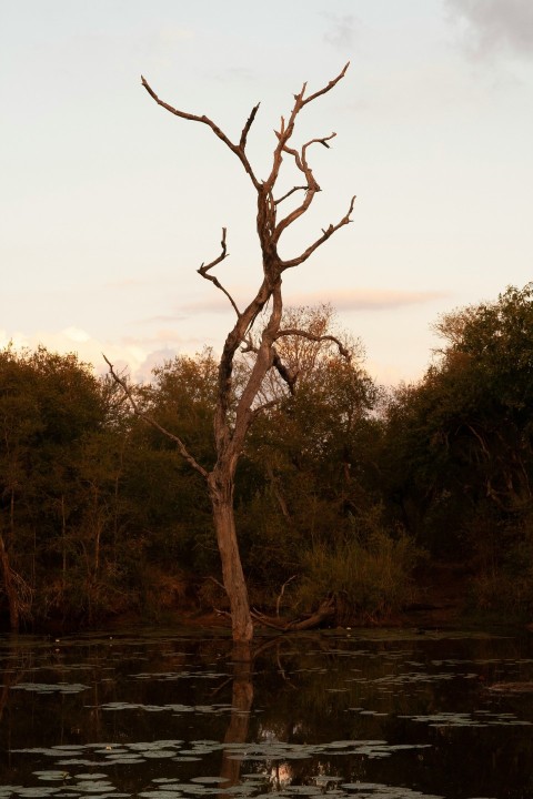 green trees near body of water during daytime an