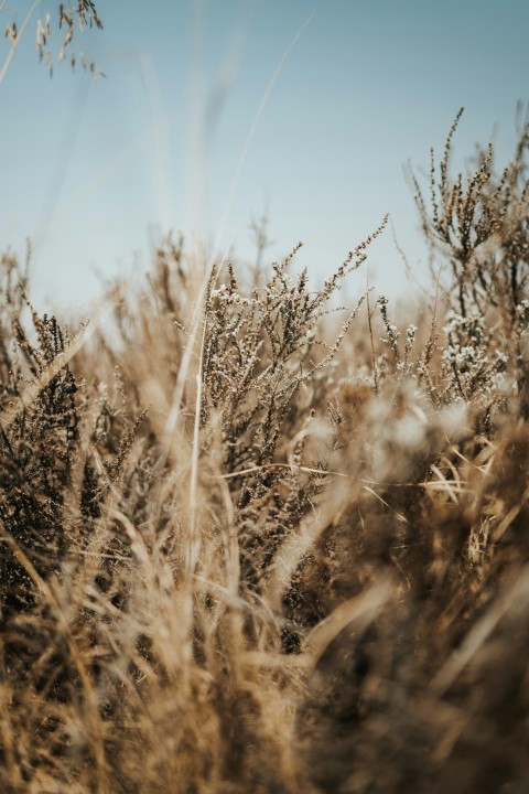 a field of tall grass with a sky in the background