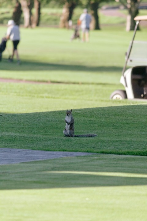 a cat sitting on the grass in a park