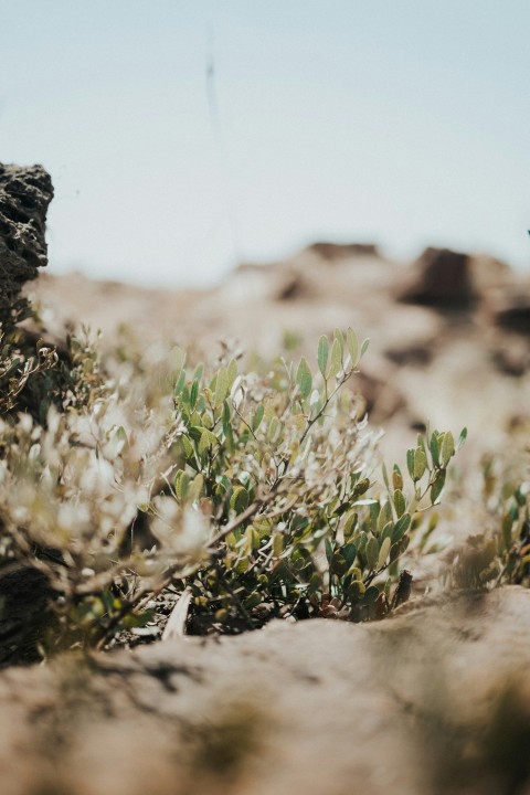 a small plant growing out of the ground 5qm