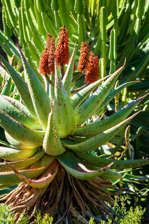 a plant with green leaves