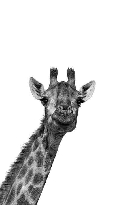 a black and white photo of a giraffe