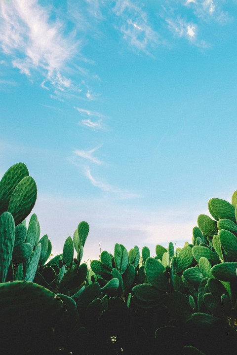 green leafed plant USgb