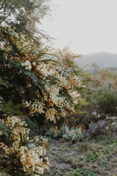 green and brown plant during daytime