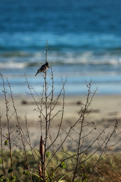 a small bird sitting on top of a plant near the ocean