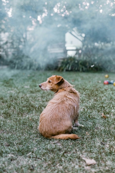 brown and white short coated dog on green grass field during daytime