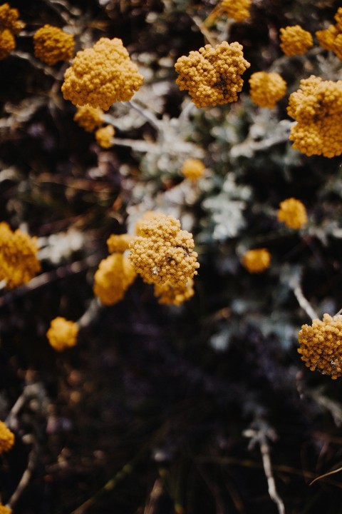 yellow flowers in tilt shift lens w