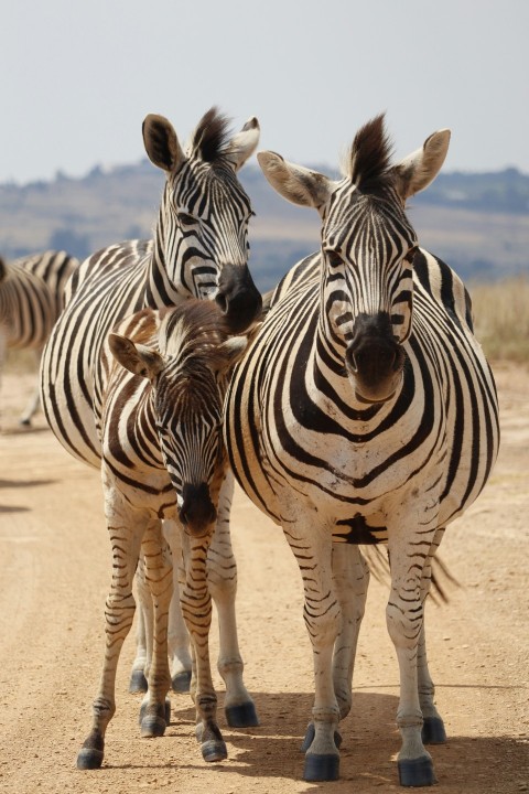 a group of zebras standing on a dirt road