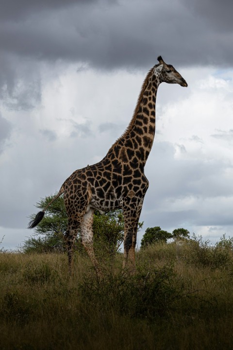 a tall giraffe standing on top of a lush green field