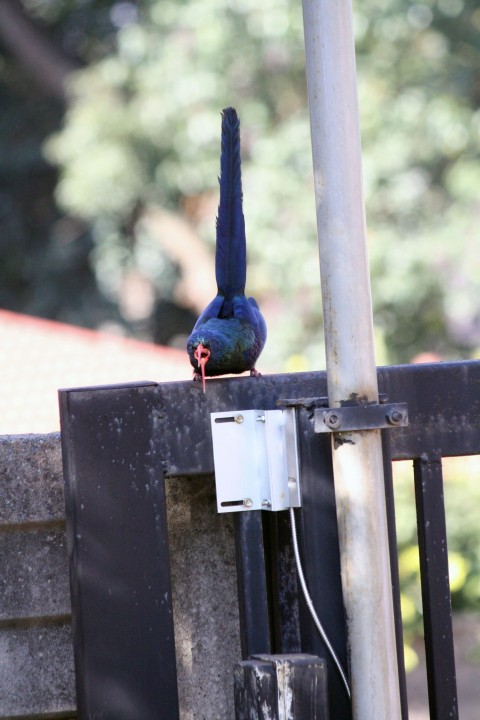 a blue bird perched on top of a metal pole