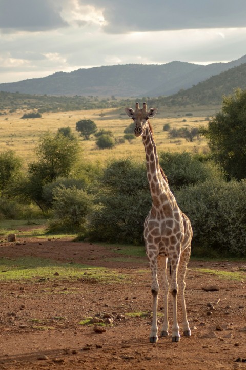 brown and beige giraffe