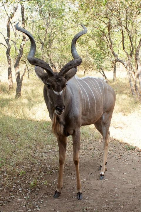 an antelope standing in the middle of a dirt road