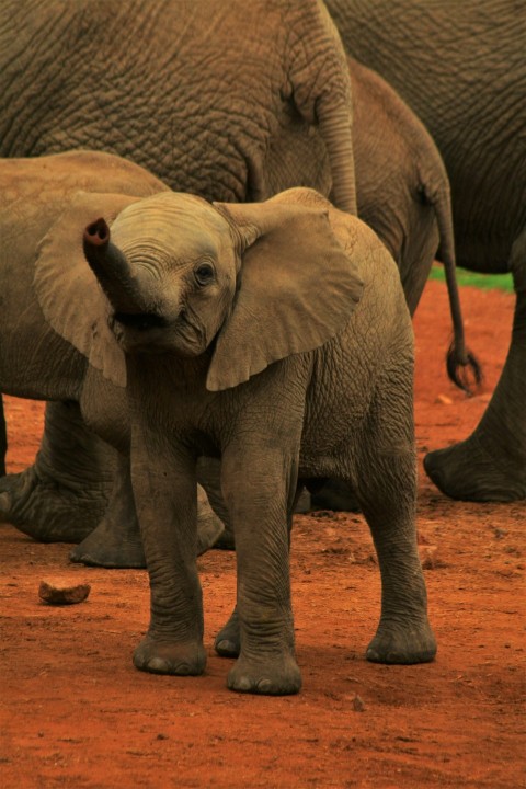 a group of elephants standing on top of a dirt field