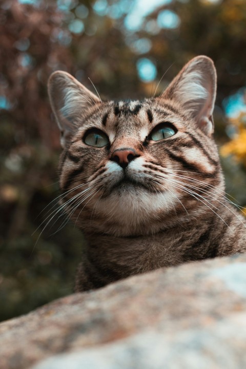 brown tabby cat on brown rock