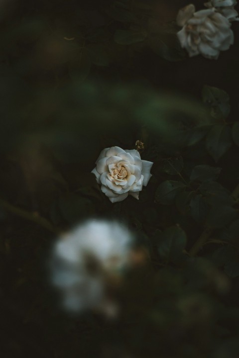 white flower in tilt shift lens