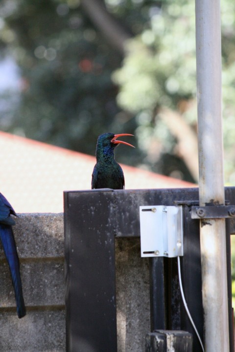 a bird sitting on top of a cement wall