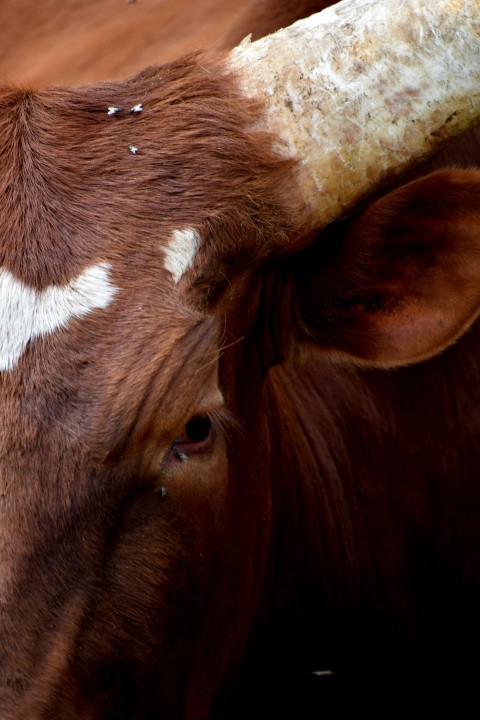 a close up of a brown cow with a white spot on its face