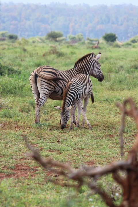 a couple of zebra standing on top of a lush green field