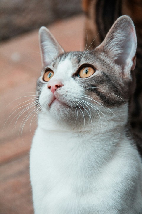 white and brown cat in close up photography