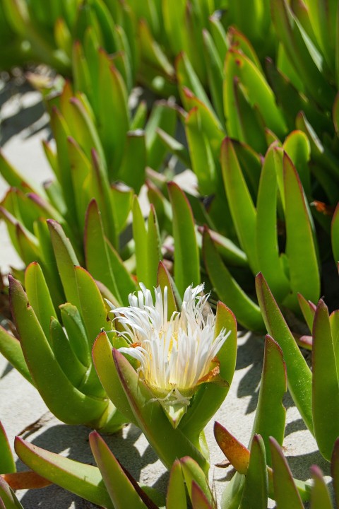 a close up of a flower on a plant