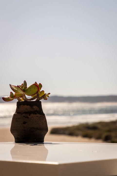 a potted plant sitting on top of a white table XvgaJS2