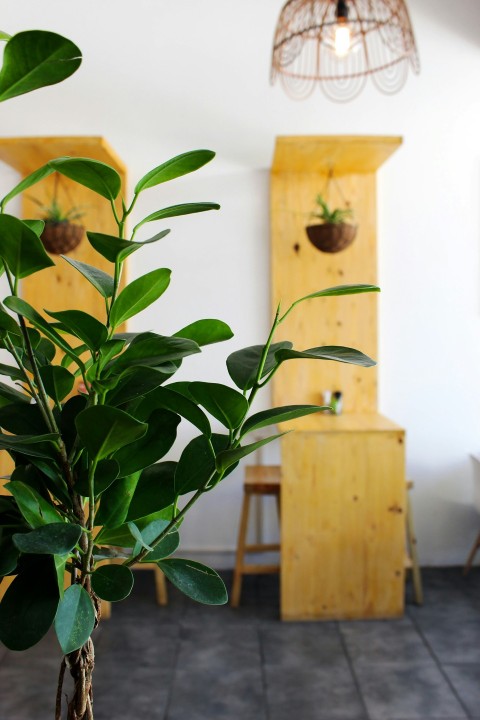 green indoor potted plant near table and chairs