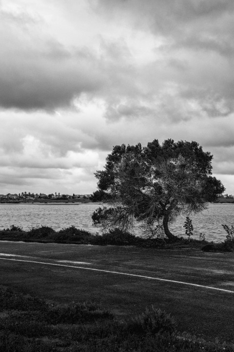 grayscale photo of trees near body of water