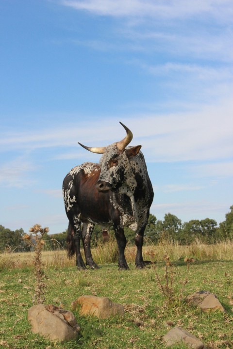 a bull with large horns standing in a field