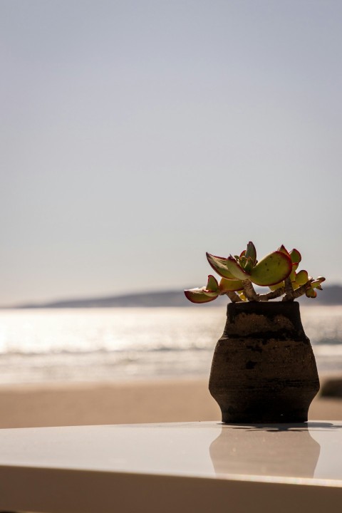 a potted plant sitting on top of a white table