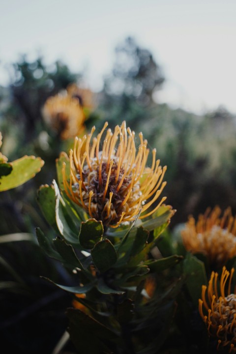 yellow flower in tilt shift lens