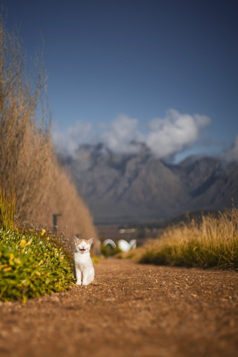 a cat walking on a dirt road