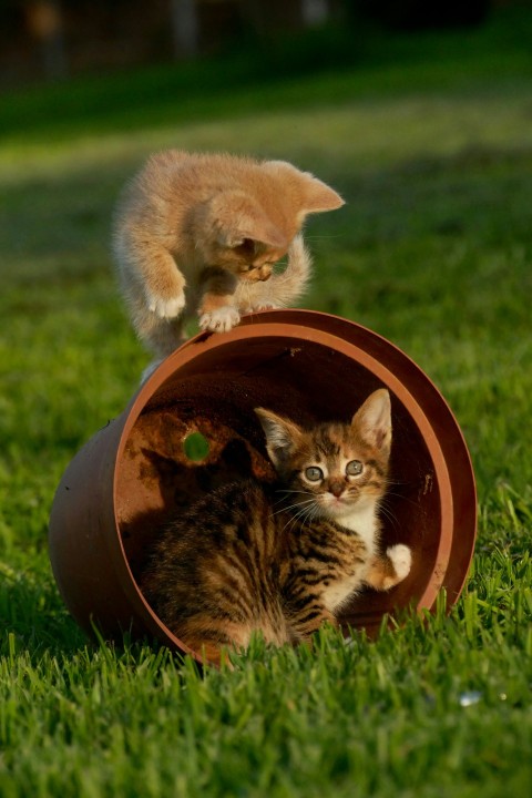 two cats in a round object Z