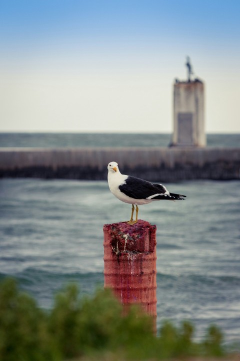 white and black bird on brown concrete post during daytime