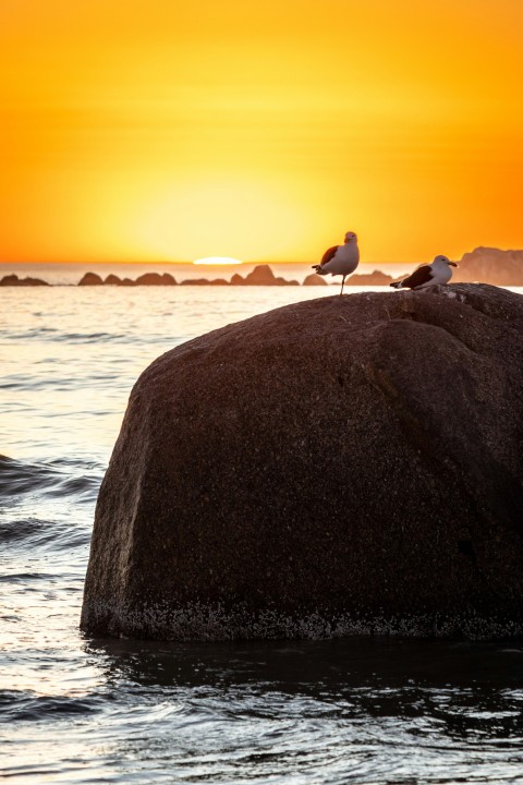 a couple of birds sitting on top of a large rock