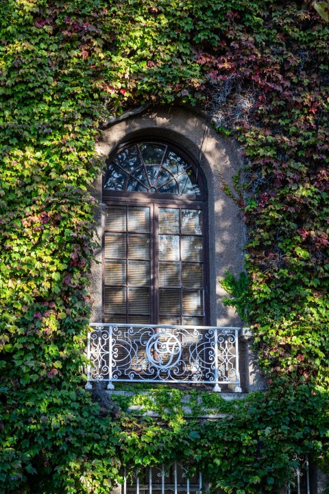 a building covered in vines and a window