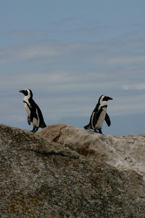 two penguins standing on rock