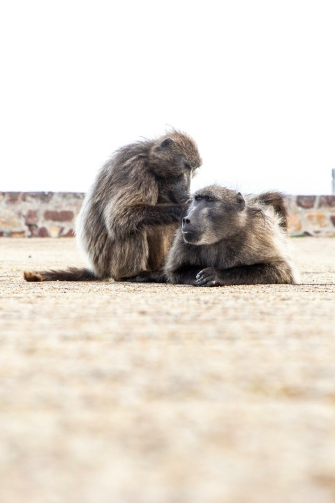 a couple of monkeys sitting on top of a sandy ground