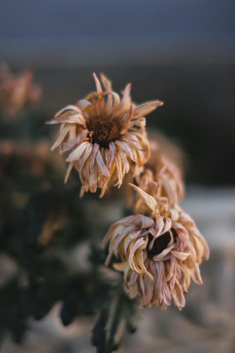 white and brown flower in tilt shift lens