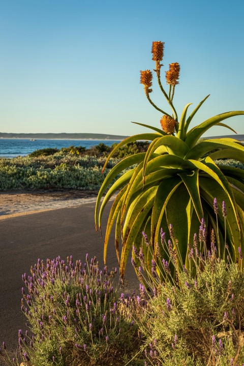 a large plant with yellow flowers near the ocean