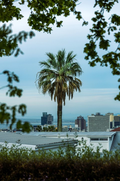 a palm tree in front of a city skyline