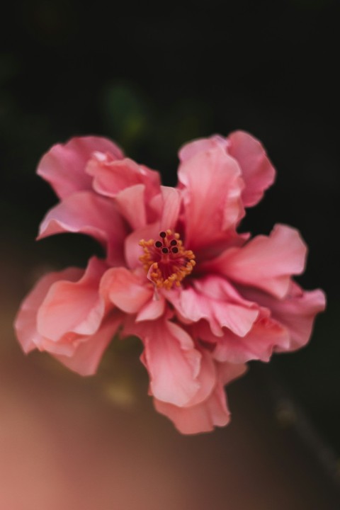 a pink flower with a yellow center on a black background _7DA