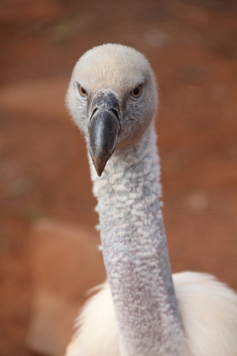 a close up of a bird on a dirt ground 1o81rMUl