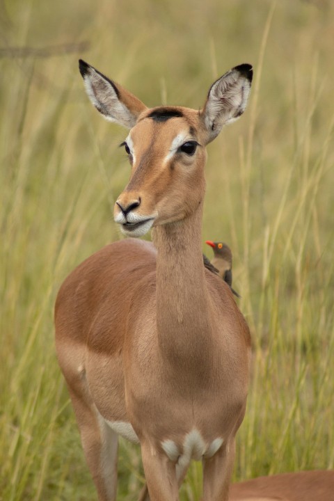 brown deer 5aFnU3nr