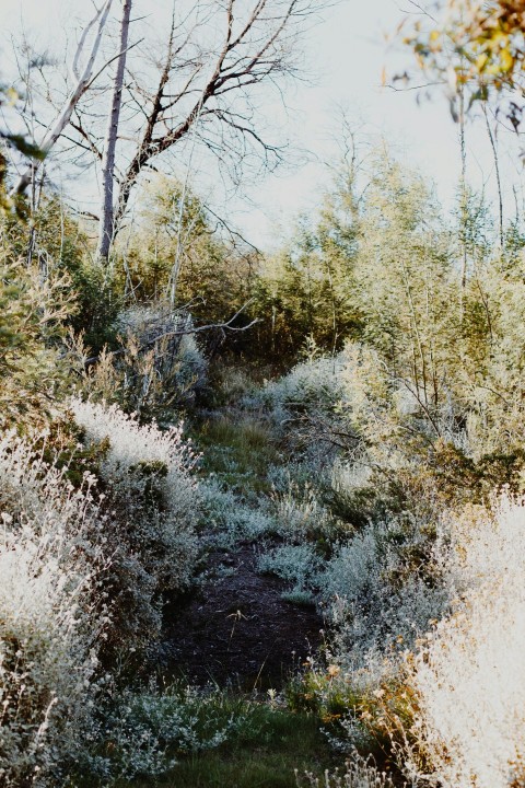 green grass on brown soil