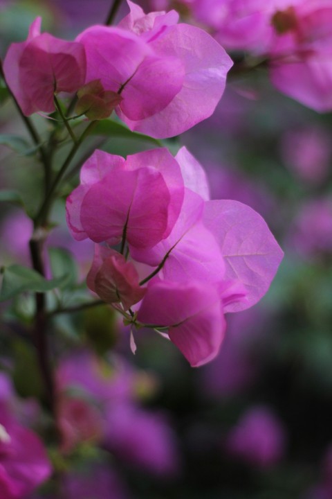 pink flower in tilt shift lens