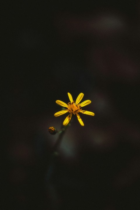 yellow flower in tilt shift lens