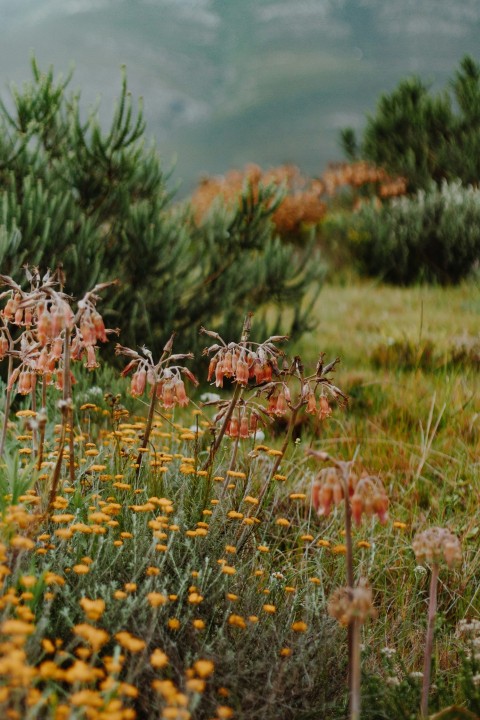 brown and green grass field during daytime