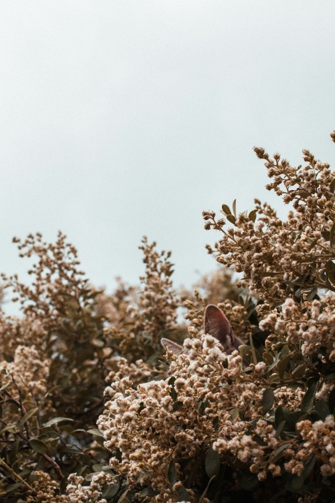 brown leaves on brown tree during daytime FE796